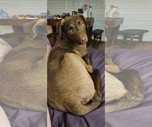 Labrador Retriever-Unknown Mix Dogs for adoption in New London, WI, USA