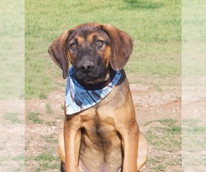 Bloodhound Dogs for adoption in Carrollton, TX, USA