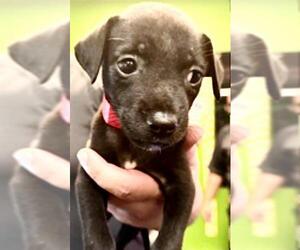 Labrador Retriever-Unknown Mix Dogs for adoption in Houston, TX, USA