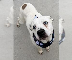 Labrador Retriever-Unknown Mix Dogs for adoption in Tulsa, OK, USA