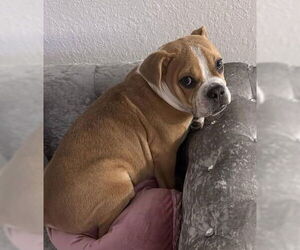Free-Lance Bulldog Dogs for adoption in Oakland Park, FL, USA