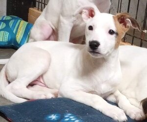 Jack Russell Terrier-Unknown Mix Dogs for adoption in Aurora, IN, USA