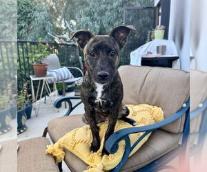 Mutt Dogs for adoption in San Juan Capistrano, CA, USA