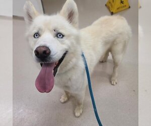 Alusky Dogs for adoption in Long Beach, CA, USA