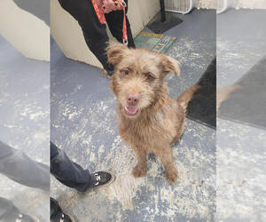 Mutt Dogs for adoption in Linton, IN, USA