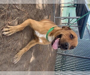 Mutt Dogs for adoption in San Bernardino, CA, USA