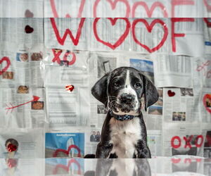 Labrador Retriever-Unknown Mix Dogs for adoption in Mundelein, IL, USA