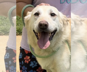 Mutt Dogs for adoption in Thomasville, NC, USA