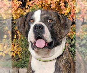 Mastiff Dogs for adoption in Albuquerque, NM, USA