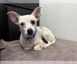 Chihuahua Dogs for adoption in Berkeley , CA, USA