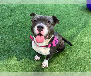 American Pit Bull Terrier-Unknown Mix Dogs for adoption in Orange, CA, USA