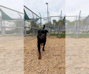 Rottweiler Dogs for adoption in Forestville, MD, USA