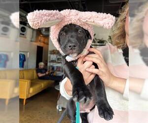 American Bulldog-Unknown Mix Dogs for adoption in Tulsa, OK, USA
