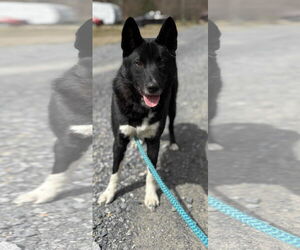 Border Collie-Unknown Mix Dogs for adoption in Lewistown, PA, USA