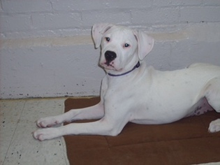 Dogo Argentino Dogs for adoption in Bellbrook, OH, USA