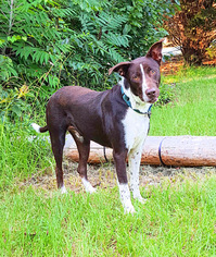 Small Border Collie-German Shorthaired Pointer Mix