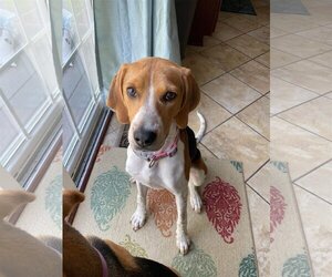 English Foxhound Dogs for adoption in Dahlgren, VA, USA