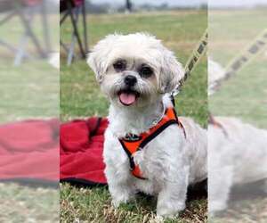 Shih Tzu-Unknown Mix Dogs for adoption in Mission Viejo, CA, USA