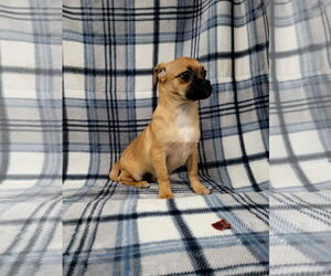 Chug Dogs for adoption in Lincolnwood, IL, USA