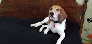 Beagle Dogs for adoption in Buffalo, MN, USA