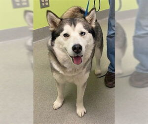 Siberian Husky Dogs for adoption in Rancho Cucamonga, CA, USA