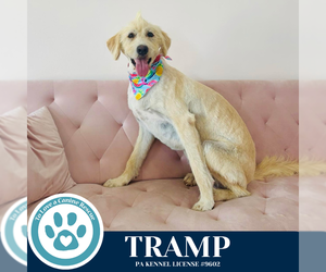 Golden Retriever-Unknown Mix Dogs for adoption in Kimberton, PA, USA