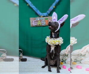 Labrador Retriever-Unknown Mix Dogs for adoption in Franklin, North Carolina, NC, USA