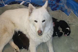 Alaskan Malamute-Unknown Mix Dogs for adoption in Alamogordo, NM, USA