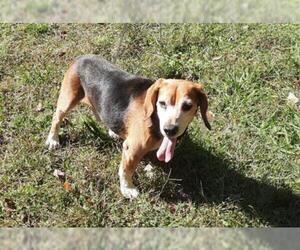 Beagle Dogs for adoption in Thomasville, NC, USA