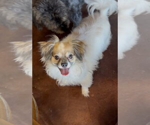 Papillon-Unknown Mix Dogs for adoption in San Diego , CA, USA