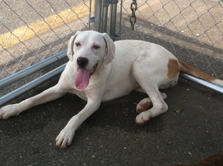 Labrador Retriever-Unknown Mix Dogs for adoption in Rock Hill, SC, USA
