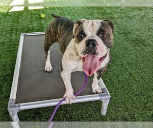 American Bulldog-Unknown Mix Dogs for adoption in Pasadena, CA, USA