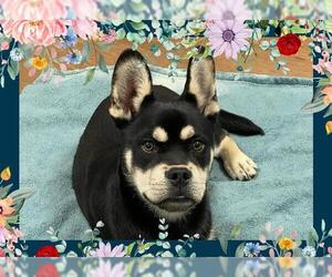 French Bulldog-Siberian Husky Mix Dogs for adoption in Ojai, CA, USA
