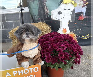 Shih Tzu-Unknown Mix Dogs for adoption in Morganville, NJ, USA