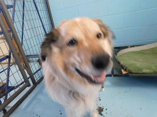 Saint Bernard Dogs for adoption in Sparta, WI, USA