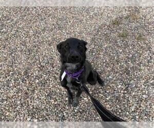 Labrador Retriever-Unknown Mix Dogs for adoption in Santa Fe, NM, USA