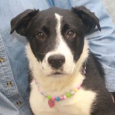 Small Border Collie-Mountain Cur Mix