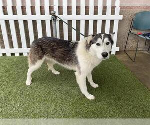 Siberian Husky Dogs for adoption in Modesto, CA, USA