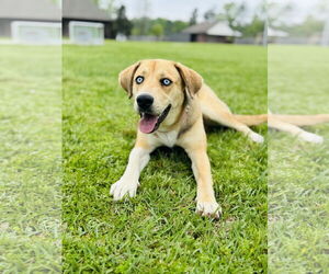 Catahoula Leopard Dog-Huskies Mix Dogs for adoption in New Orleans, LA, USA