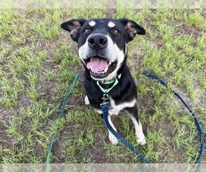 Siberian Husky-Unknown Mix Dogs for adoption in Ocala, FL, USA