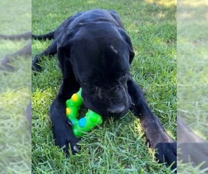 Mastiff-Unknown Mix Dogs for adoption in Riverside, CA, USA