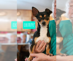 Chihuahua-Unknown Mix Dogs for adoption in Cranston, RI, USA
