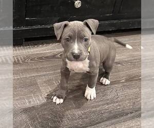 American Staffordshire Terrier-Unknown Mix Dogs for adoption in Newfield, NJ, USA