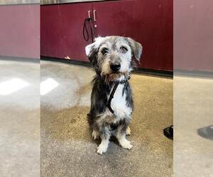 Mutt Dogs for adoption in Downey, CA, USA