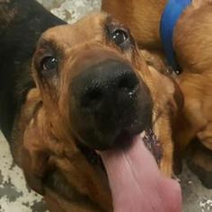 Medium Photo #1 Bloodhound Puppy For Sale in Roanoke, VA, USA