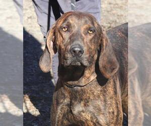 Plott Hound-Unknown Mix Dogs for adoption in Marble, NC, USA