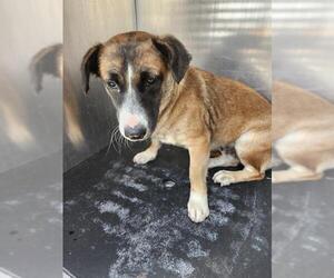 Mutt Dogs for adoption in San Antonio, TX, USA