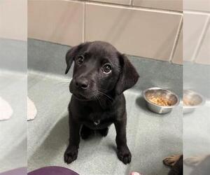 Labrador Retriever-Unknown Mix Dogs for adoption in Baytown, TX, USA
