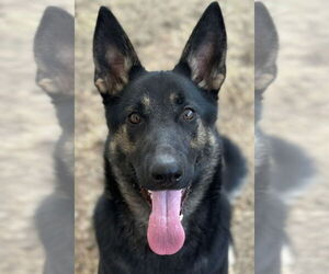 German Shepherd Dog-Unknown Mix Dogs for adoption in Canton, CT, USA