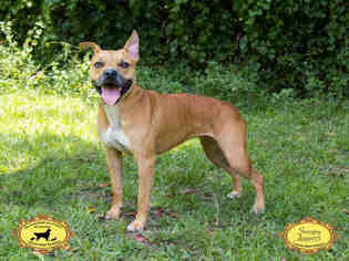 Boxador Dogs for adoption in Green Cove Springs, FL, USA